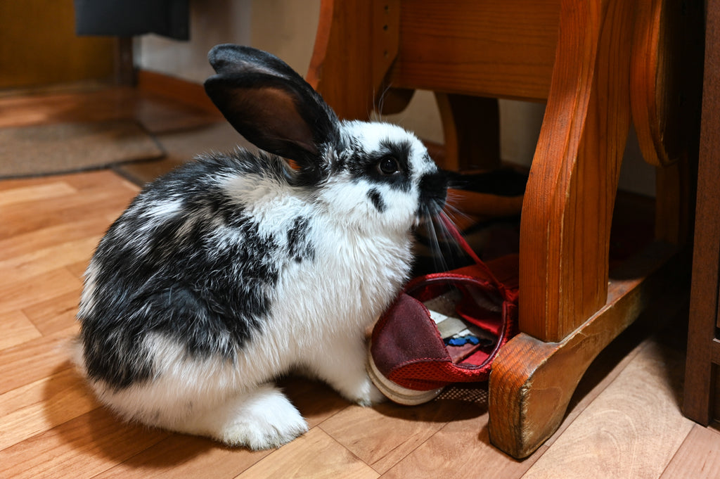 Bunny chewing shoelaces - Andy by Anderson Hay