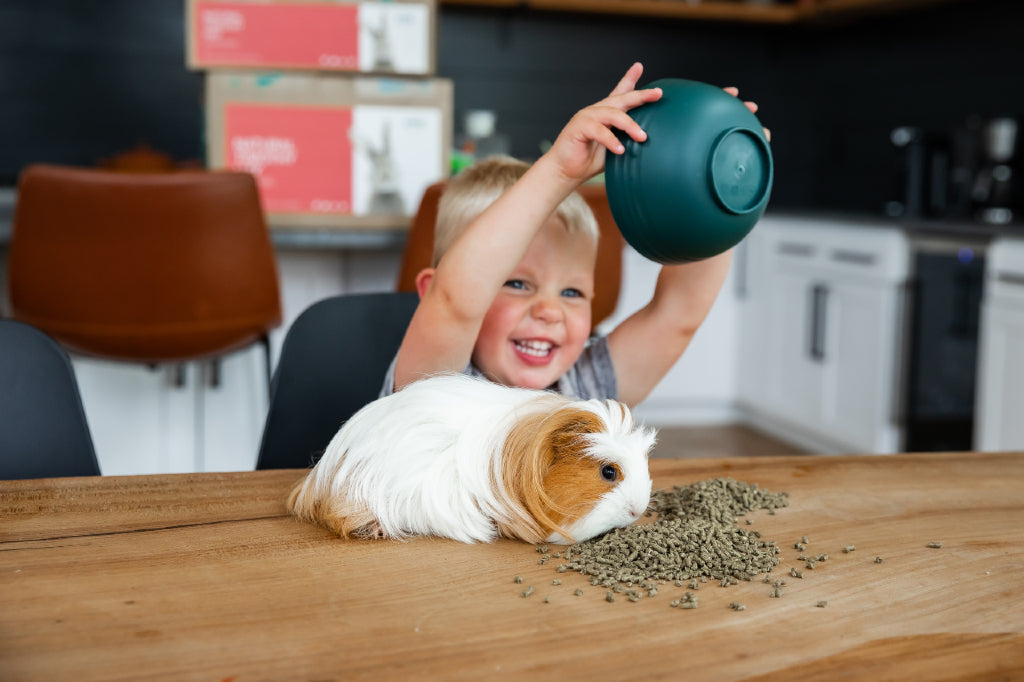 little boy with guinea pig and andy feed pellets