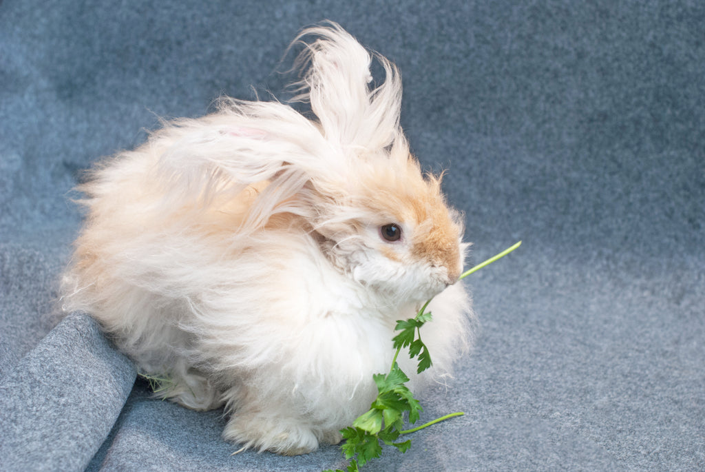 long-haired rabbit