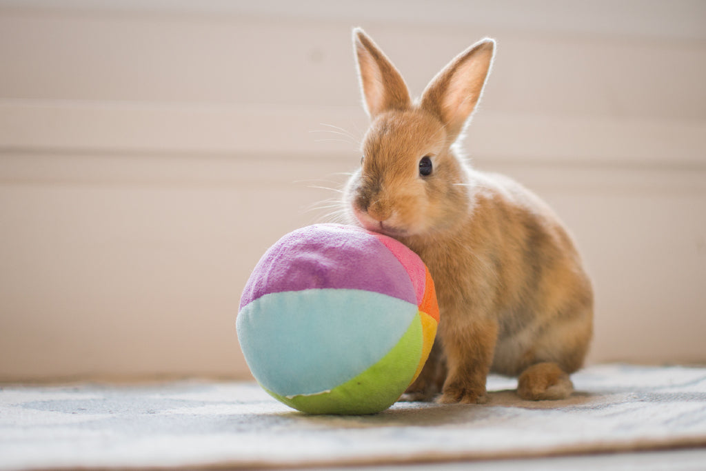 rabbit chinning ball