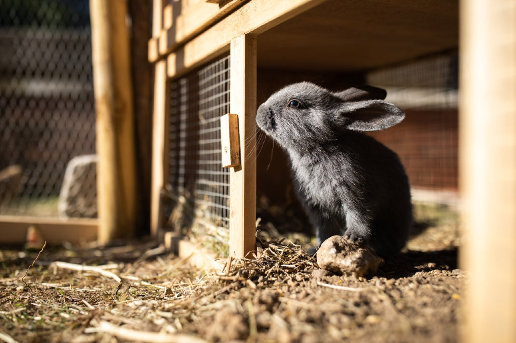 rabbit in hutch