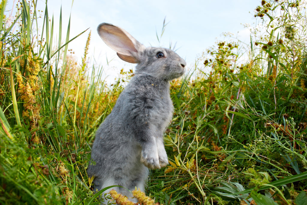 rabbit standing alert