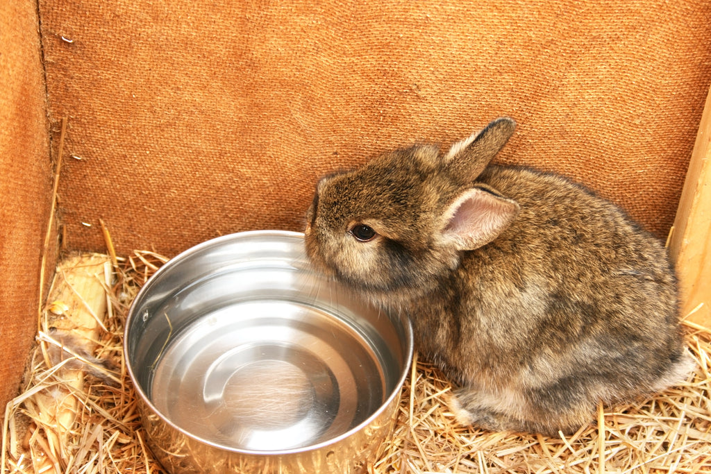 rabbit drinking water