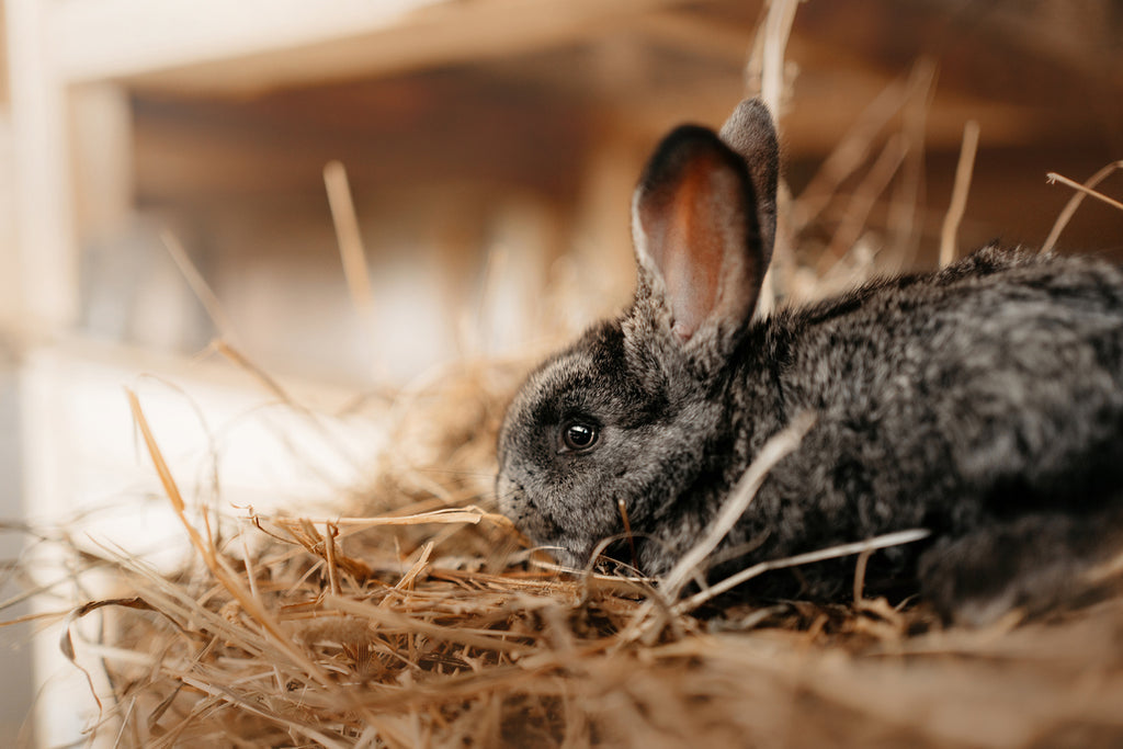 rabbit eating hay