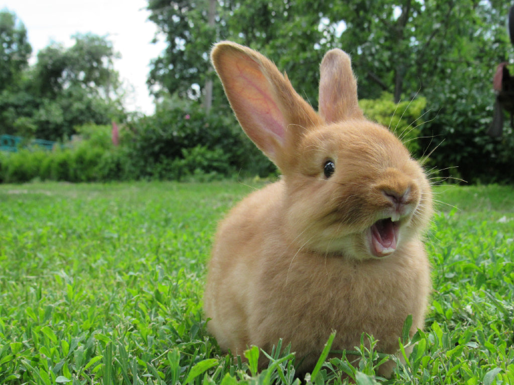 rabbit yelling