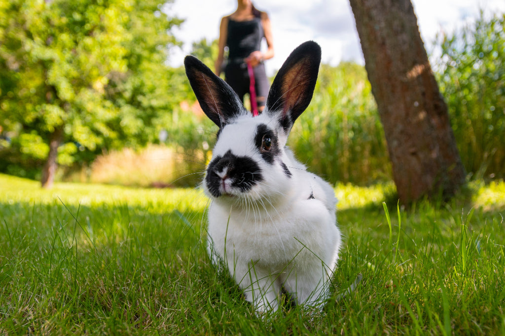 rabbit on a leash