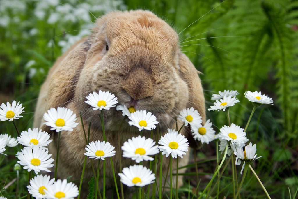 rabbit with flowers