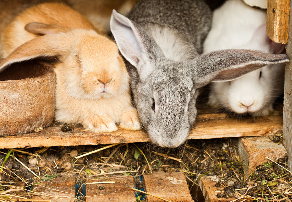 rabbits in hutch with rabbit poop