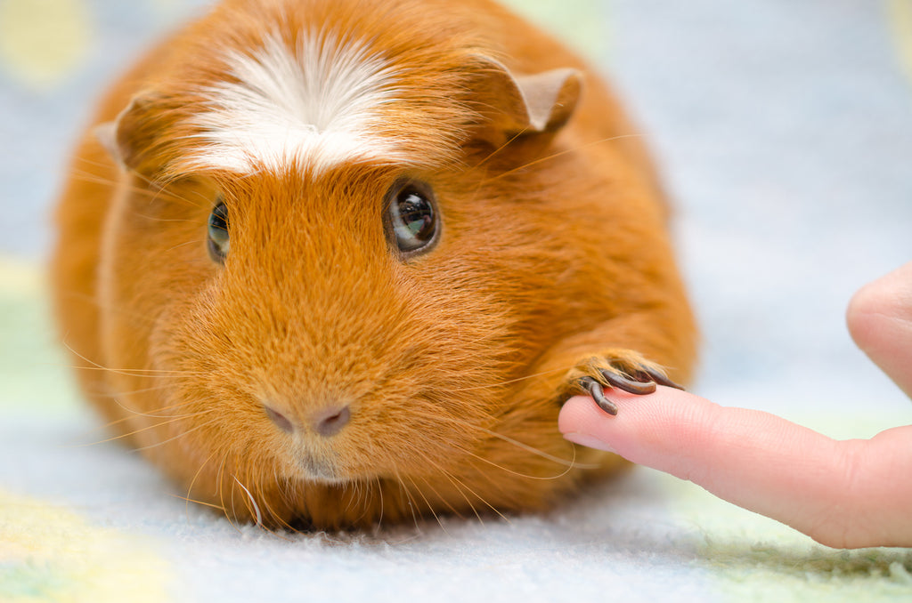 sad guinea pig