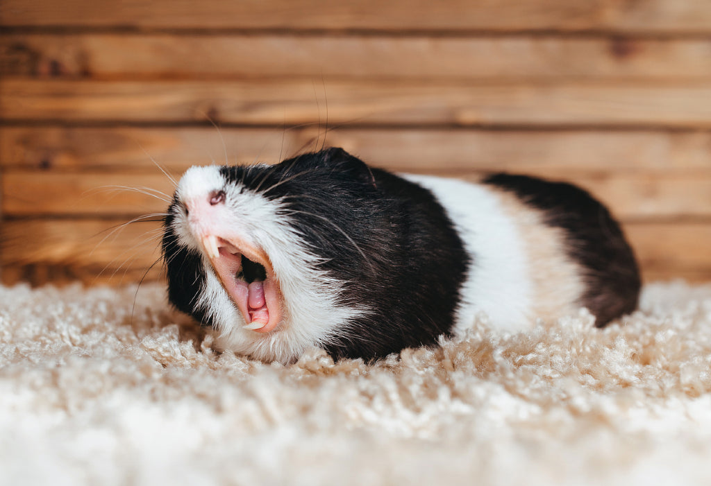 hissing guinea pig