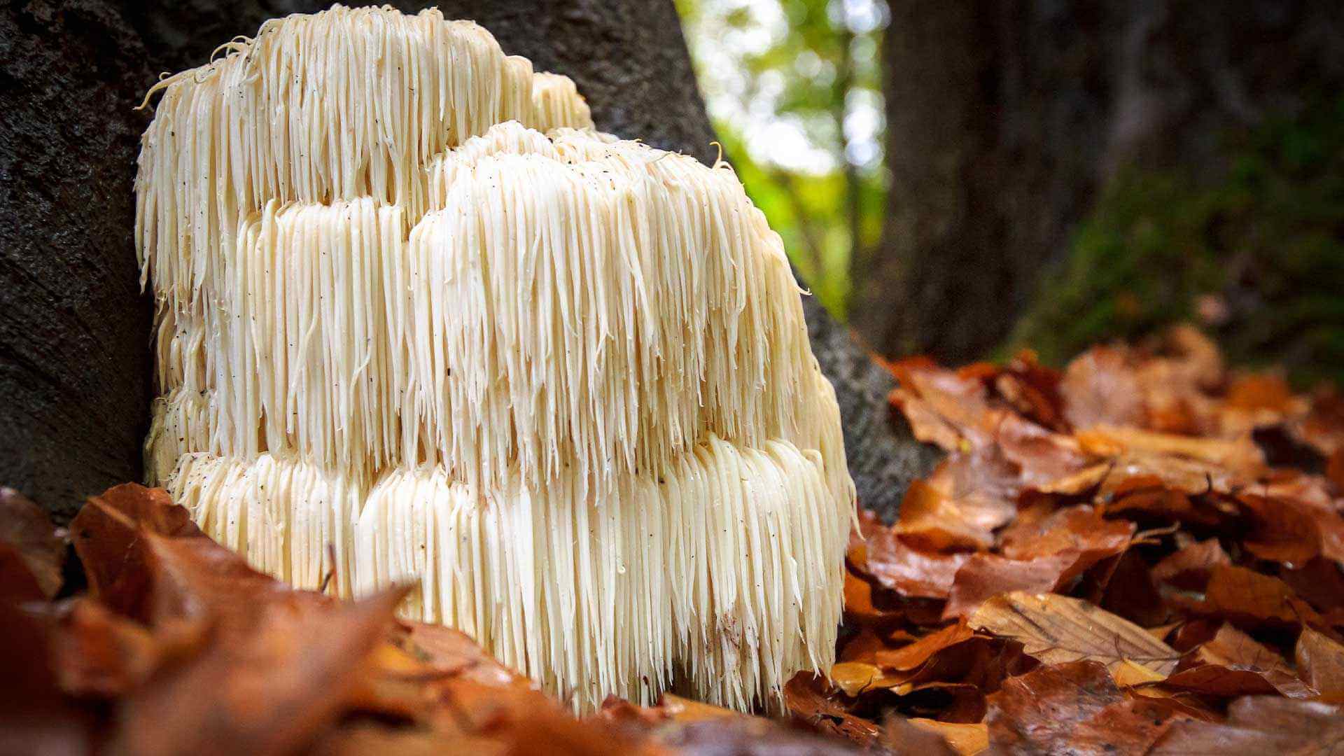 Lion's mane mushroom surrounded by dried leaves in the forest.