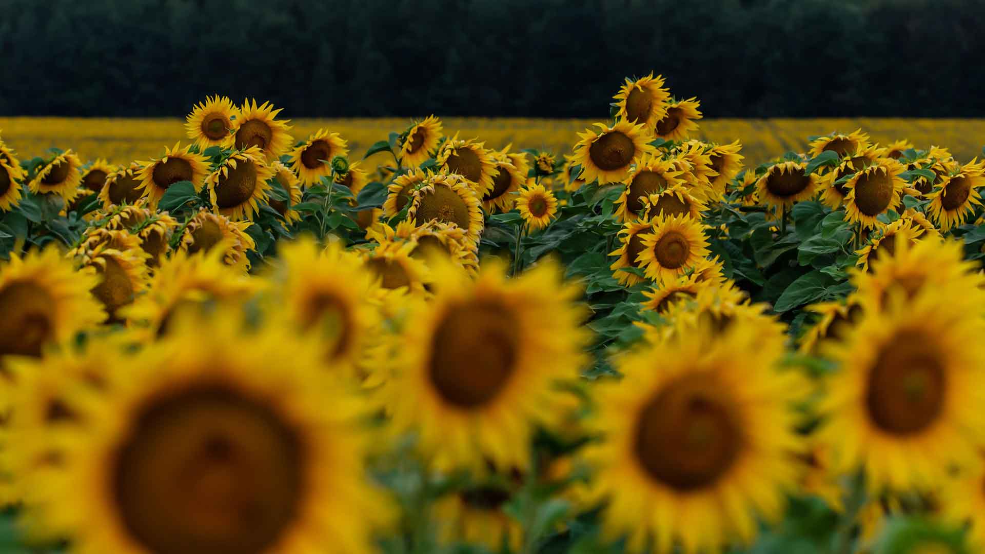 Field full of sunflowers. 
