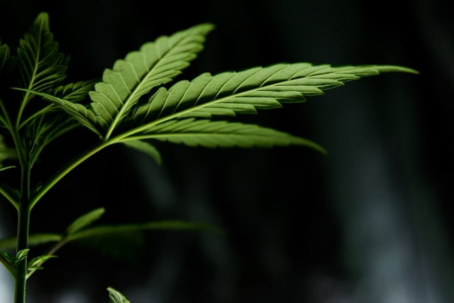 Cultiva cannabis al aire libre con éxito