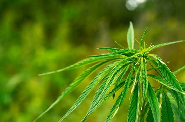 Plantar marihuana en exterior - Chile
