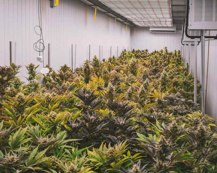 Condiciones ambientales para el cultivo de cannabis