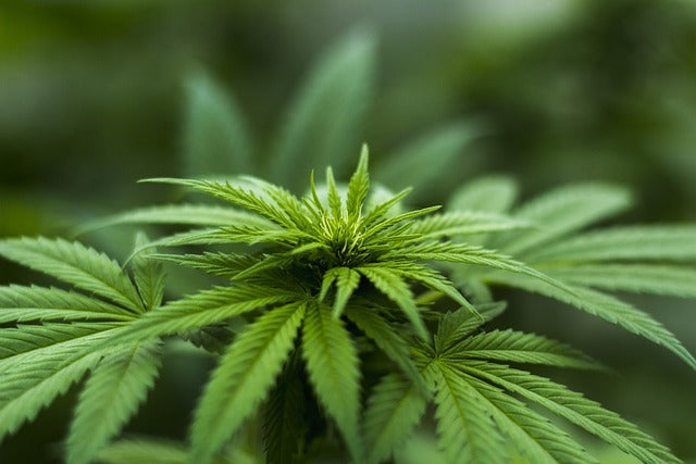 Cuidado de las plantaciones de cannabis durante su crecimiento