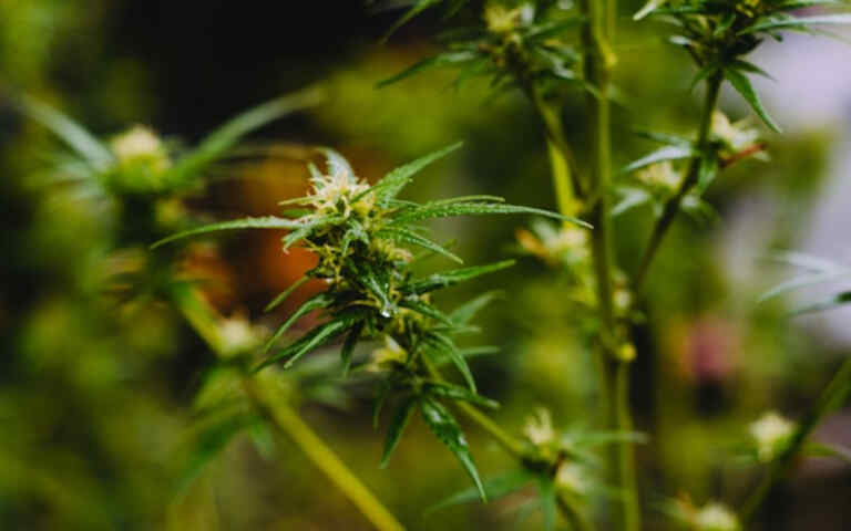 Cultivo de cannabis con fines medicinales