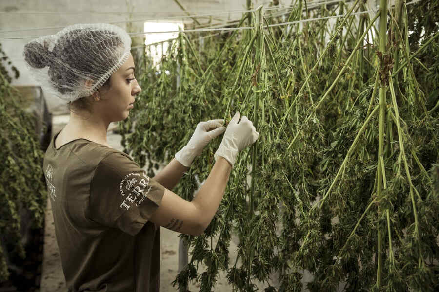 Consejos prácticos para el cultivo de cannabis