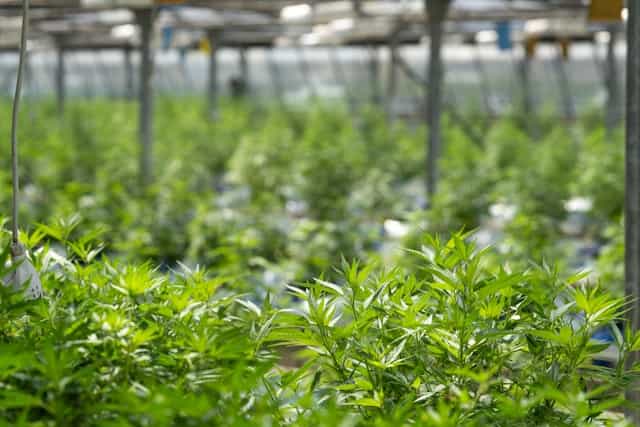 Cultivo de cannabis - Semillas a granel - Mejor rendimiento