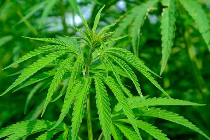 Elegir correctamente el fertilizante para plantaciones de cannabis - Plantaciones saludables