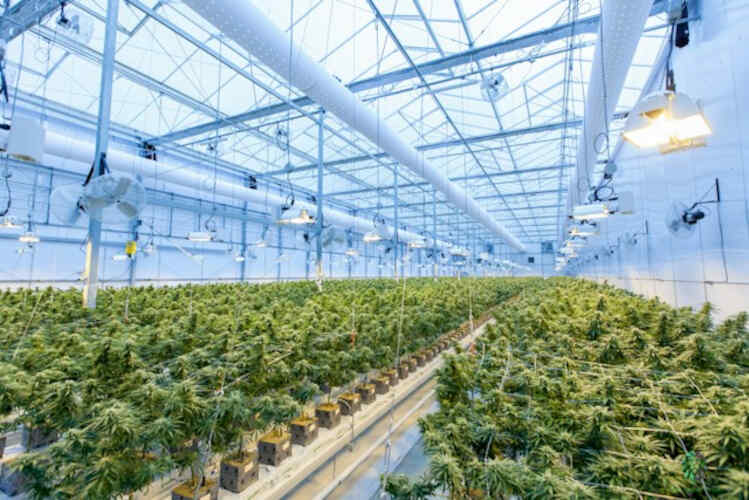 Mejores fertilizantes naturales para cannabis