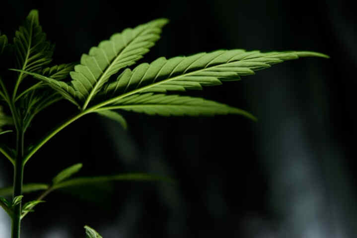 Mejores semillas para el cultivo de cannabis