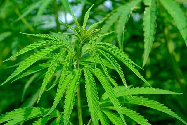 pH óptimo cultivo de cannabis sano