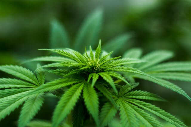 Plantas de cannabis - Nutrientes y beneficios