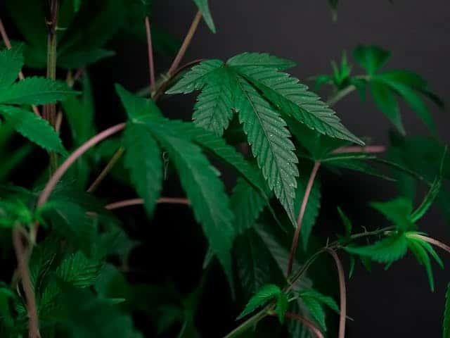 Raices de plantas de cannabis - Semillas a granel de mejor calidad