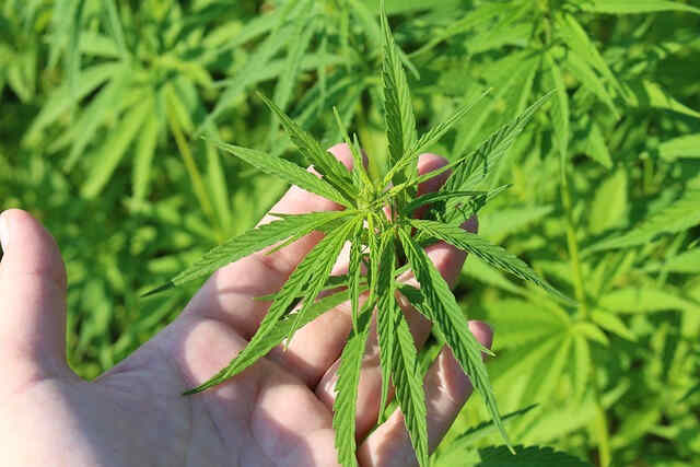 Semillas a granel de cannabis - la mejor opción para cultivos
