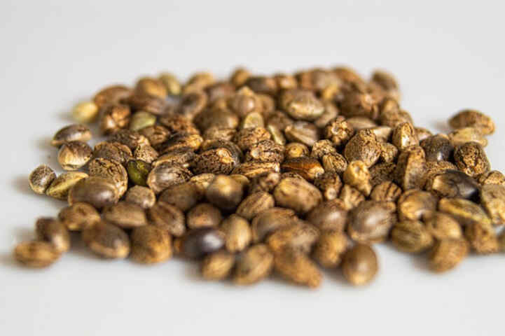 Variedad de semillas de cannabis a granel