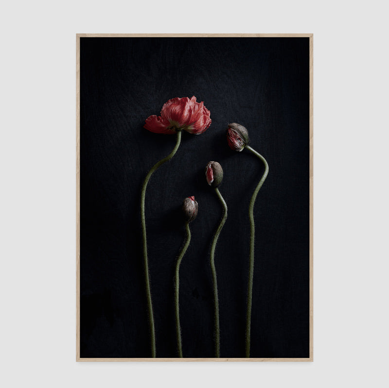 Paper Collective(ペーパーコレクティブ) フォトポスターStillLife02
