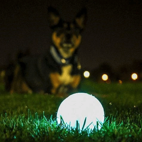 Chuckit! Max Glow Ball Dog Toy — Happy Paws