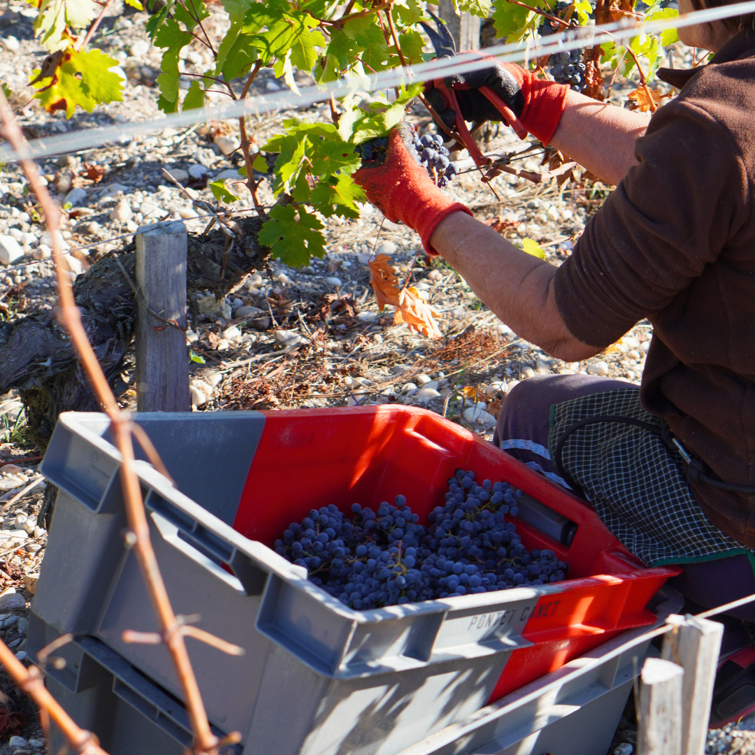 Grapes from vineyards 