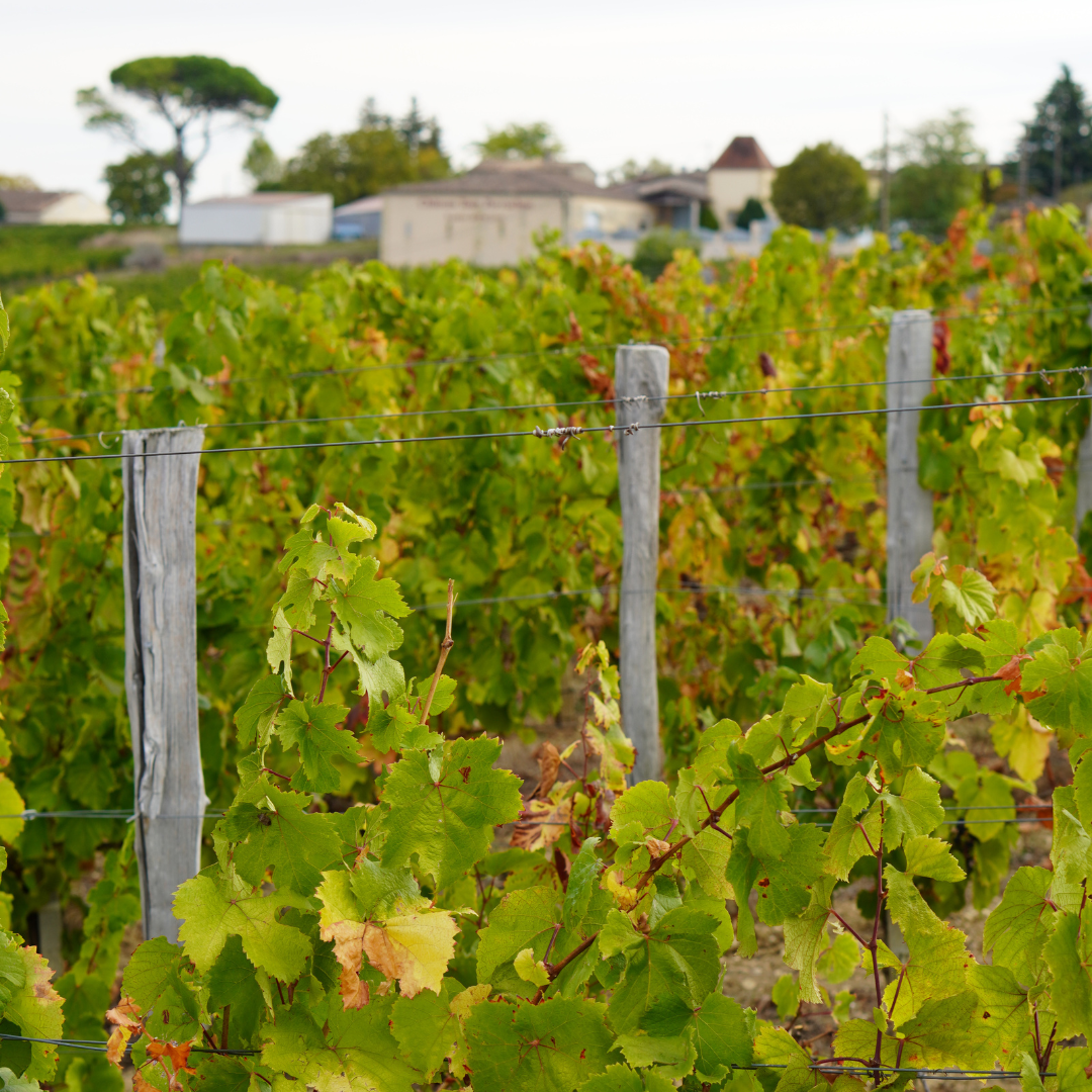 Wine tasting and research in France