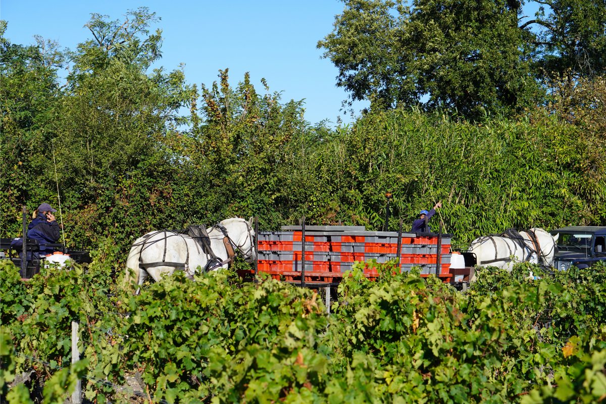 Horse and Grapes and Wine