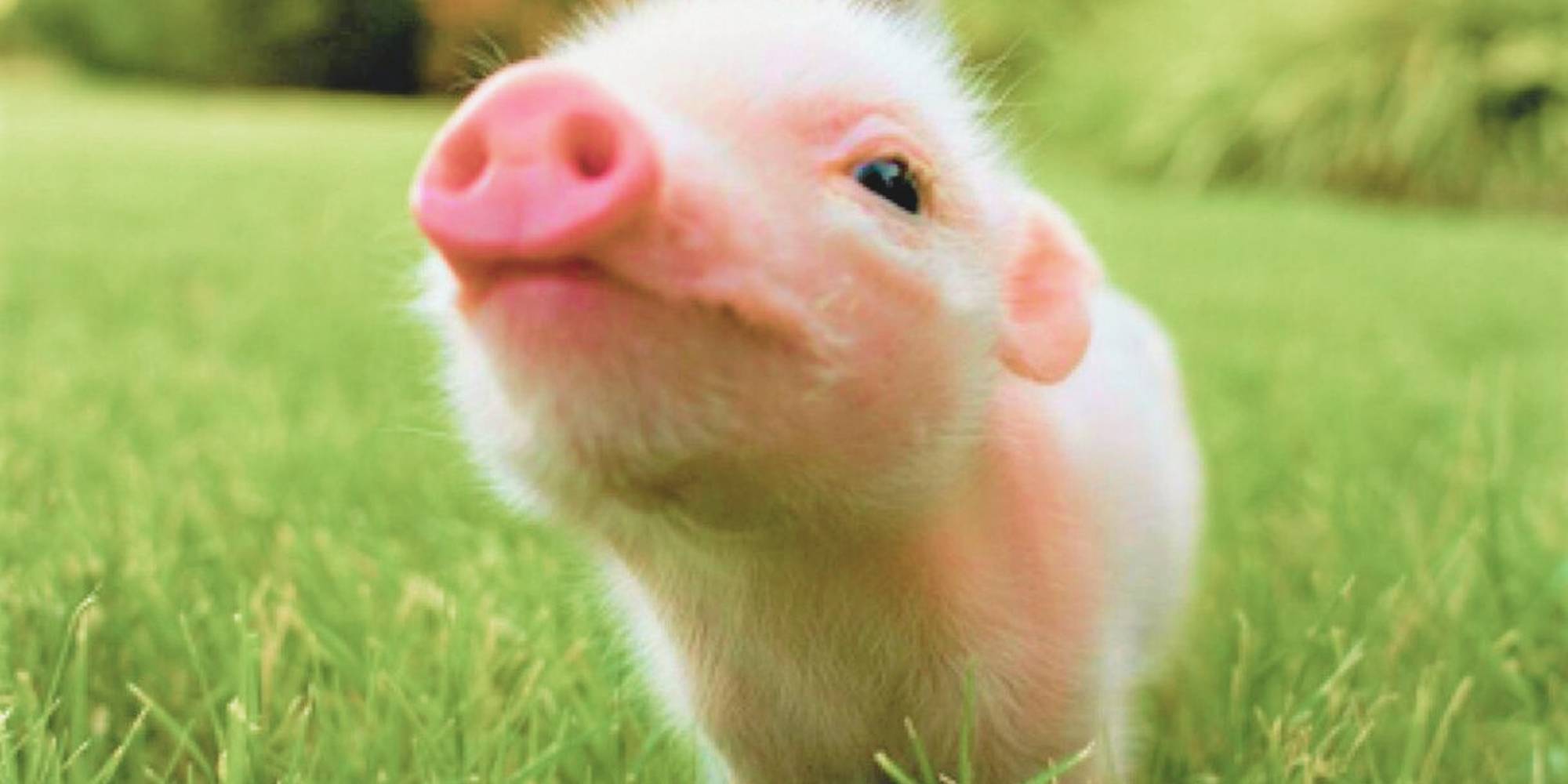 Pet pig on grass