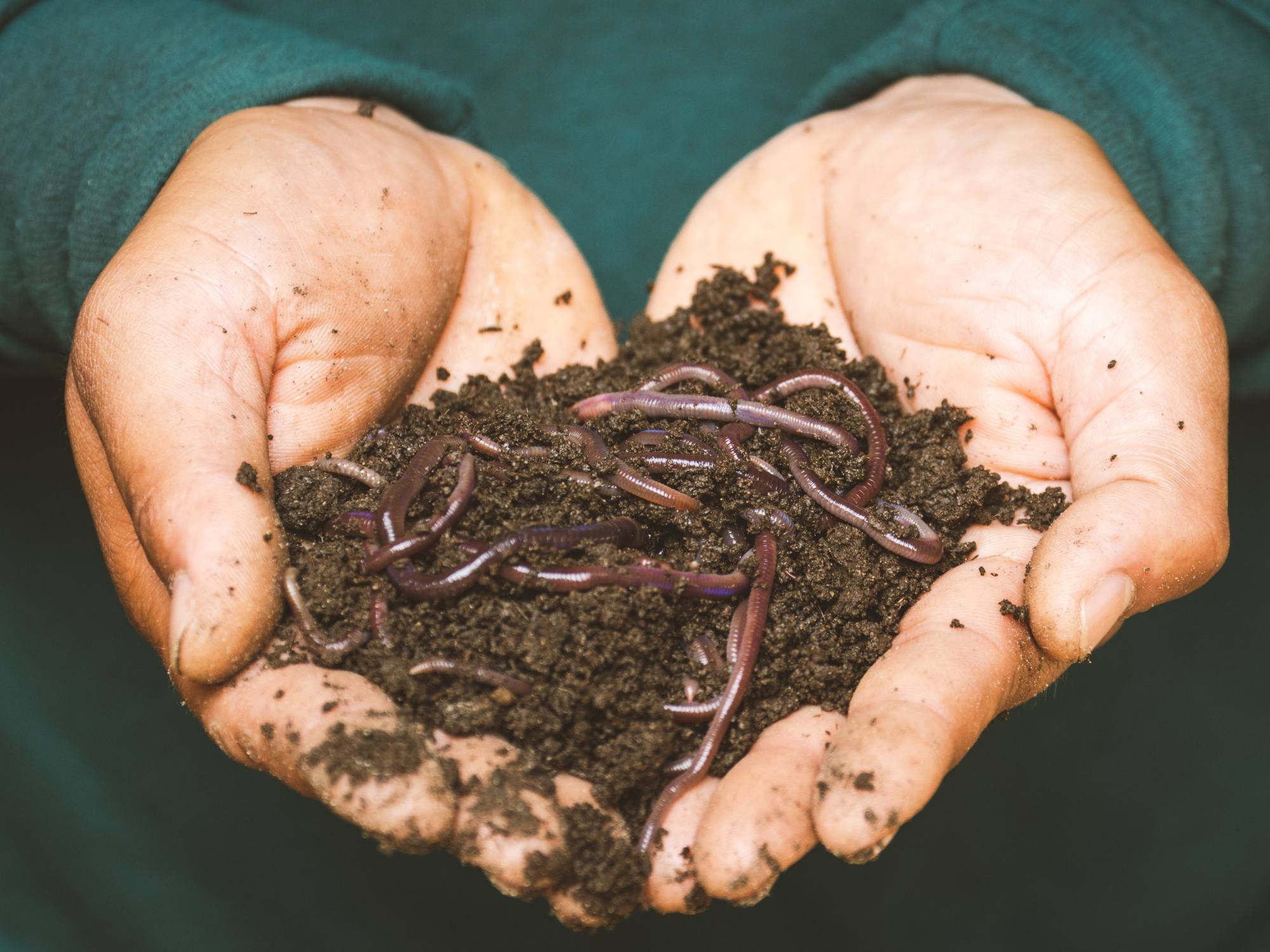 Person holding worms