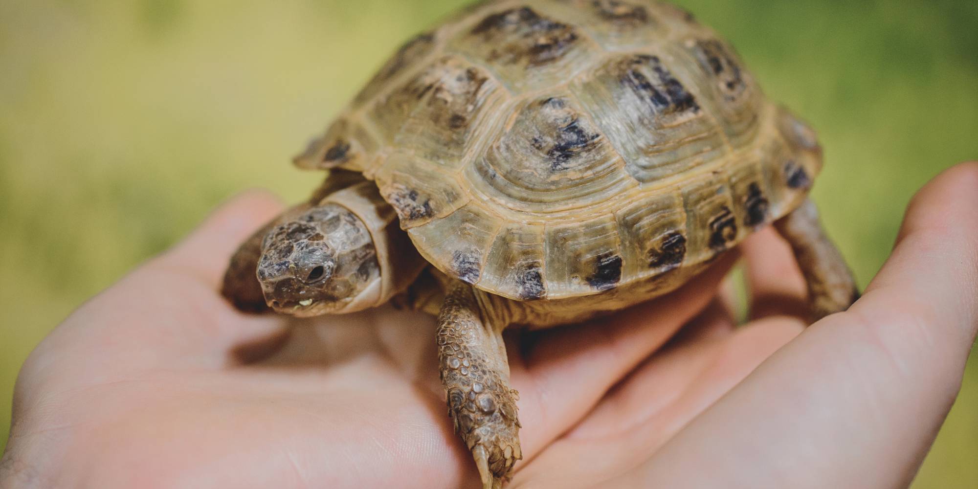 Pet tortoise in hand