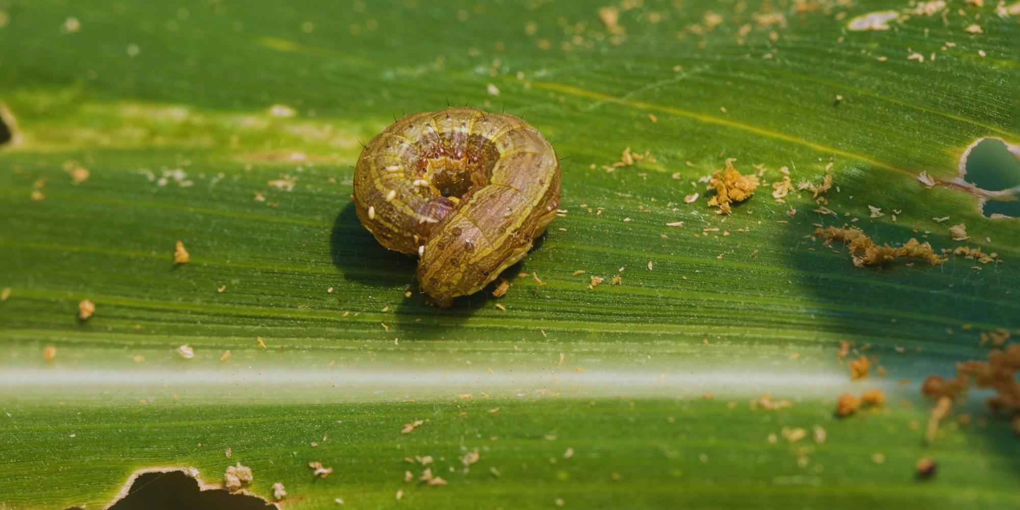 Army webworm