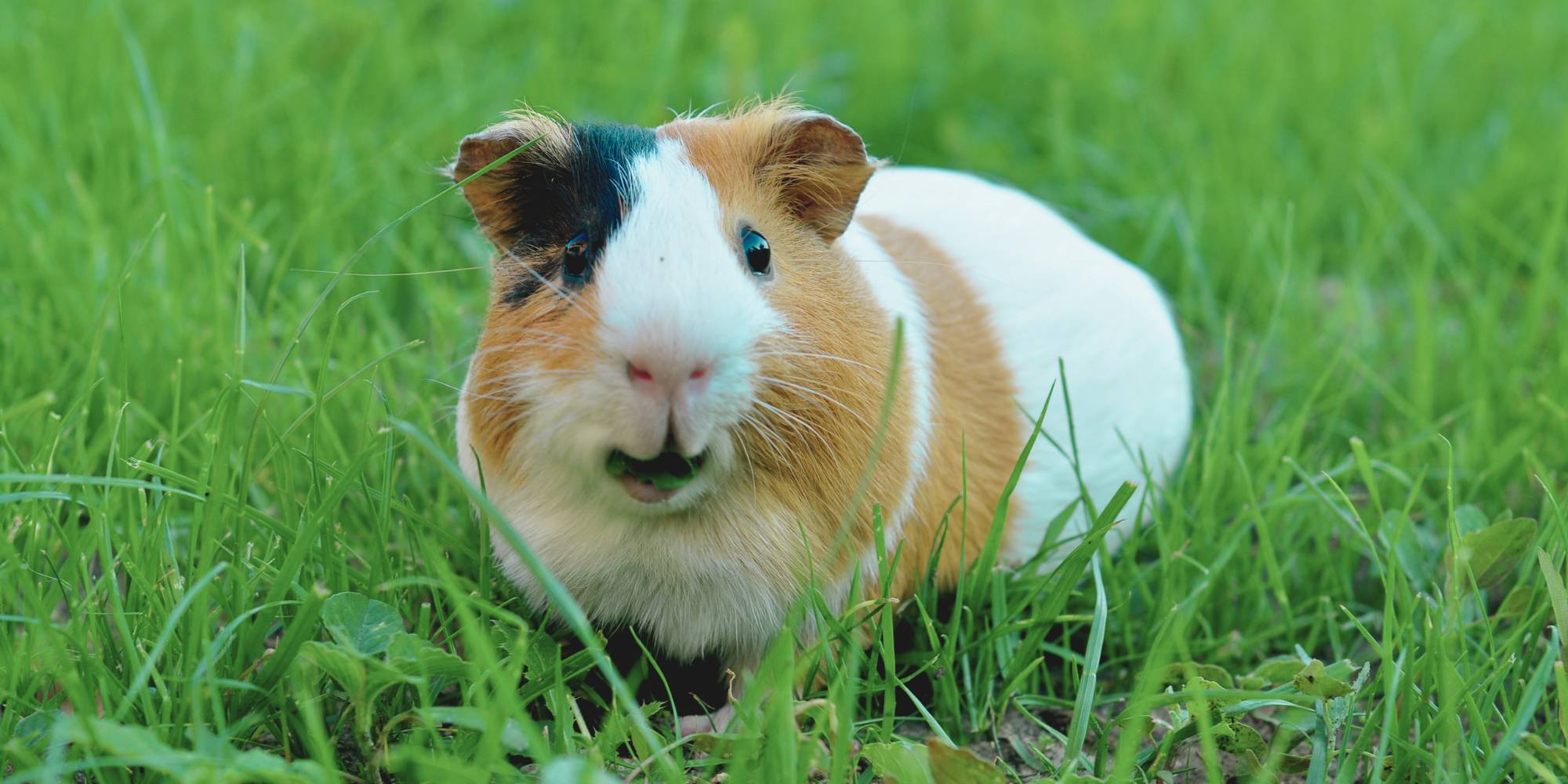 Pet Guinea Pig on grass