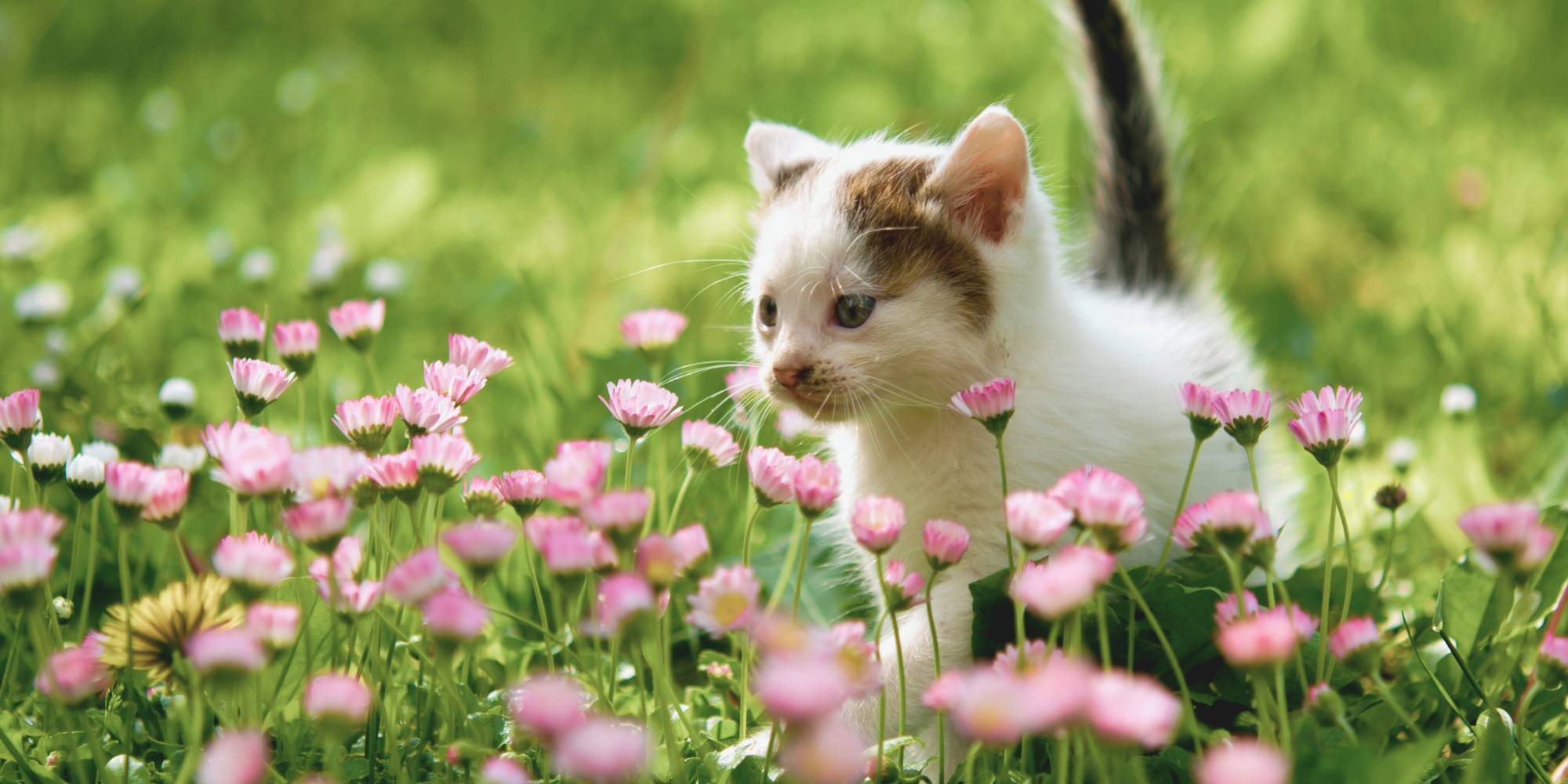 kitten playing in grass and flowers