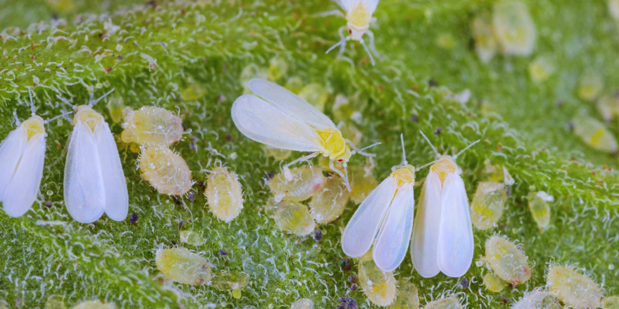 Whiteflies