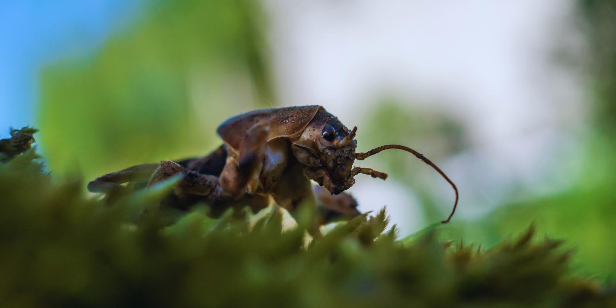 Mole cricket