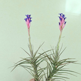 Nrglife Tillandsia Air Plant in full bloom