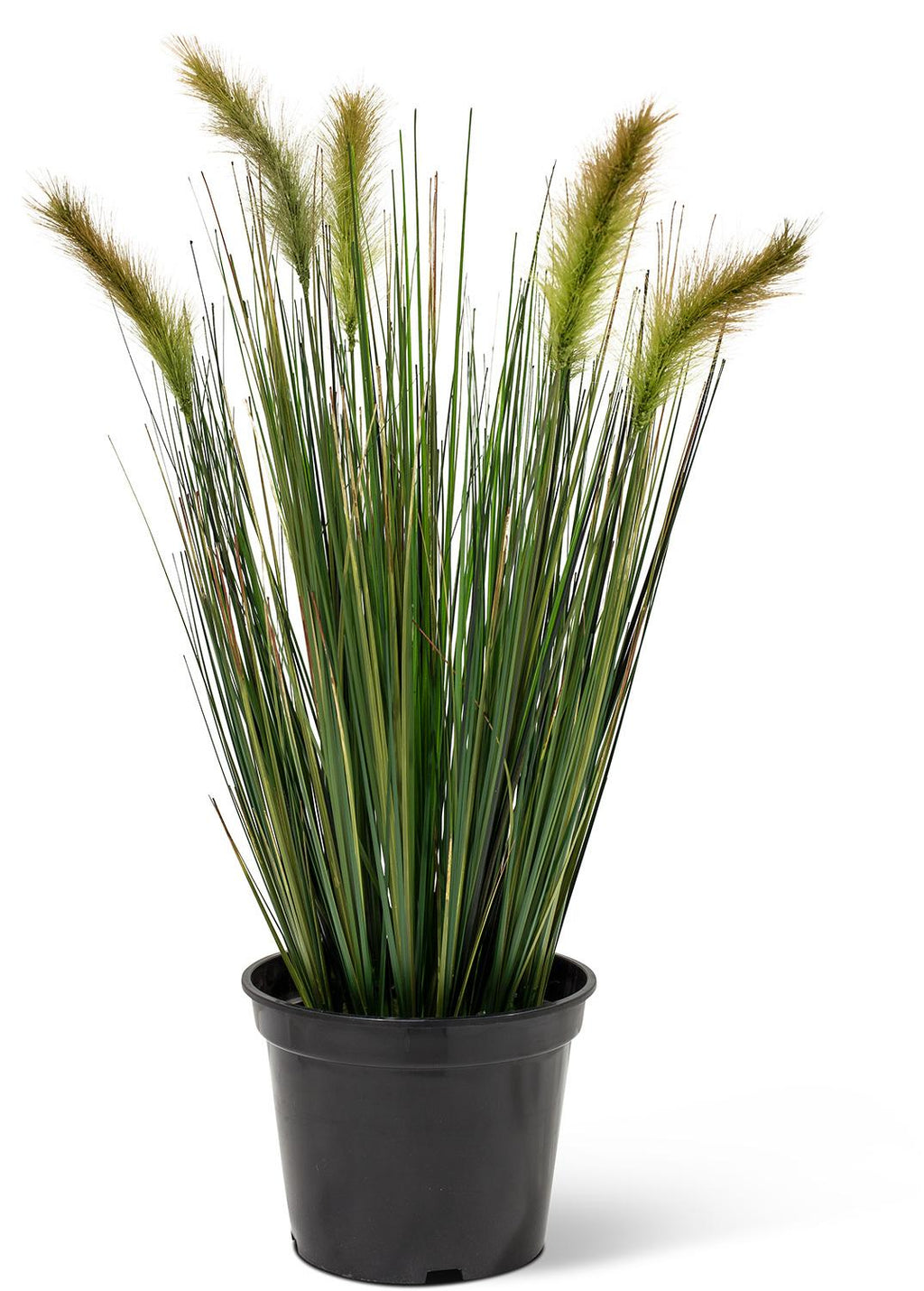 FOXTAIL GRAS, 60 cm