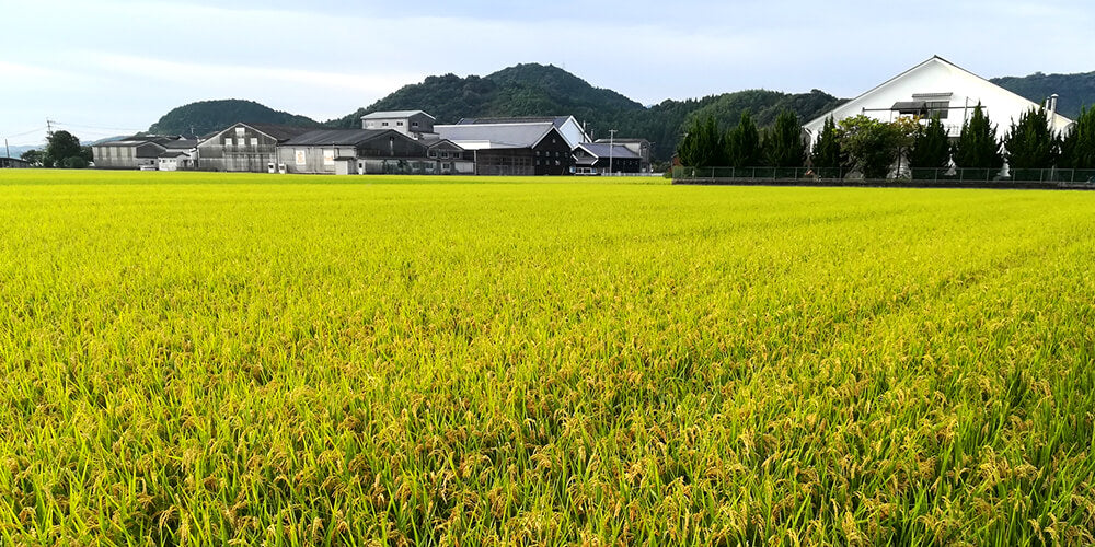 佐賀県唐津産 特別栽培米 夢しずくは唐津農業協同組合が作っています