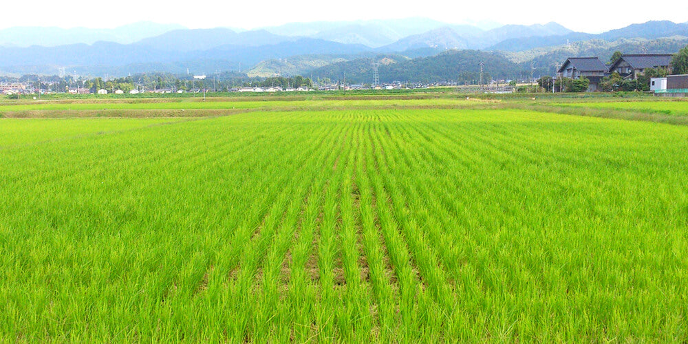 富山県東砺波産 特別栽培米 海藻アルギット米（コシヒカリ）はアルギット米生産部会が作っています