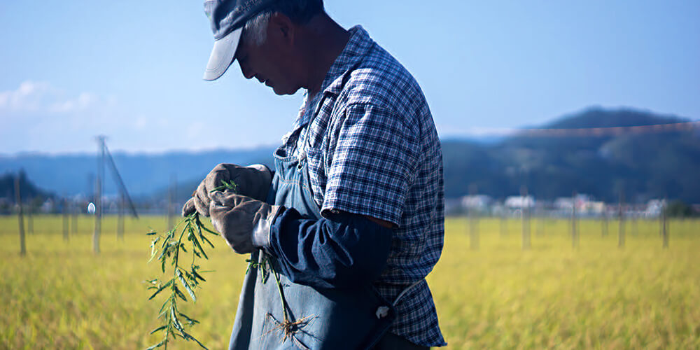 山形県置賜産 特別栽培米 吉田さんのコシヒカリは吉田正行さんが作っています