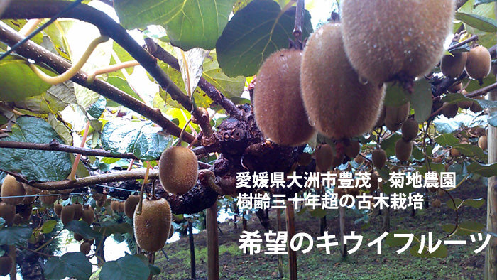 愛媛県産 無農薬キウイフルーツ ぎっしり15個入り